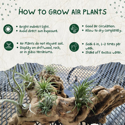 20 Tillandsia Air Plants, Live Succulents Indoor Plants, Assorted Airplants Variety for Decoration, Terrariums, and Office