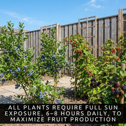 6 Pack Berry Grower Live Plants Bundle – 2 Blueberry, 2 Raspberry & 2 BlackBerry Bushes – Fruit Plants for Outdoor Garden or Containers – Easy to Grow Edible Berry Starter Kit