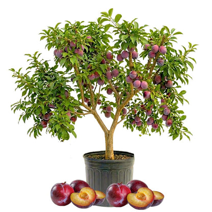 Plum Tree, Plum Live Plant, Sweet Fruit Plant, Live Fruit Tree for Outdoor Planting, 3 Feet Tall in 3 Gallon Pot, No Ship to CA (Red)