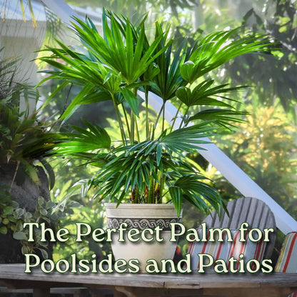Fountain Palm Tree - Fan Palm - Overall Height 30" to 32" - Large Plant - Houseplant - Tropical Plants of Florida (Plant Only)