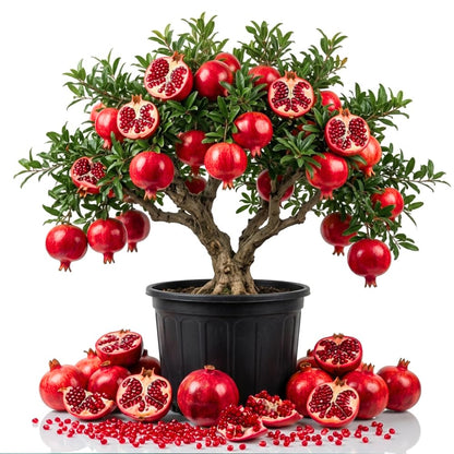 Pomegranate Tree Live Plant in 1 Gal Pot, Live Sweet Pomegranate Plants, 1-2 Feet Tall, Sweet Fruit Tree, Fast-Growing and High Yielding, No to CA