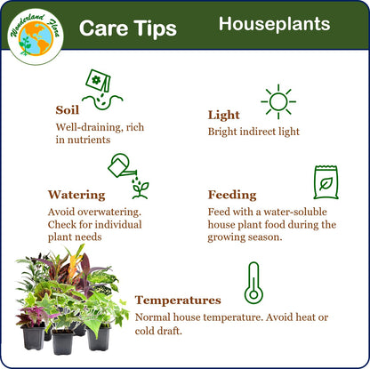 4PK 3'' Pot Live Plant Collection, No Duplicates for up to Four Packs (16 Plants), Live Indoor Houseplants, Live House Plants, Easy to Grow, Indoor Gardening, Home, Office Décor, Gifts