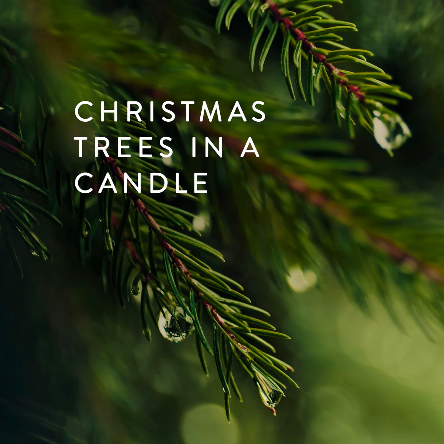 Thymes Frasier Fir Candles - Statement Collection - Silver with Pine Needle Design - Scented Candles for Home Decor - Notes of Siberian Fir Needles, Cedarwood & Sandalwood - Petite (5 oz)