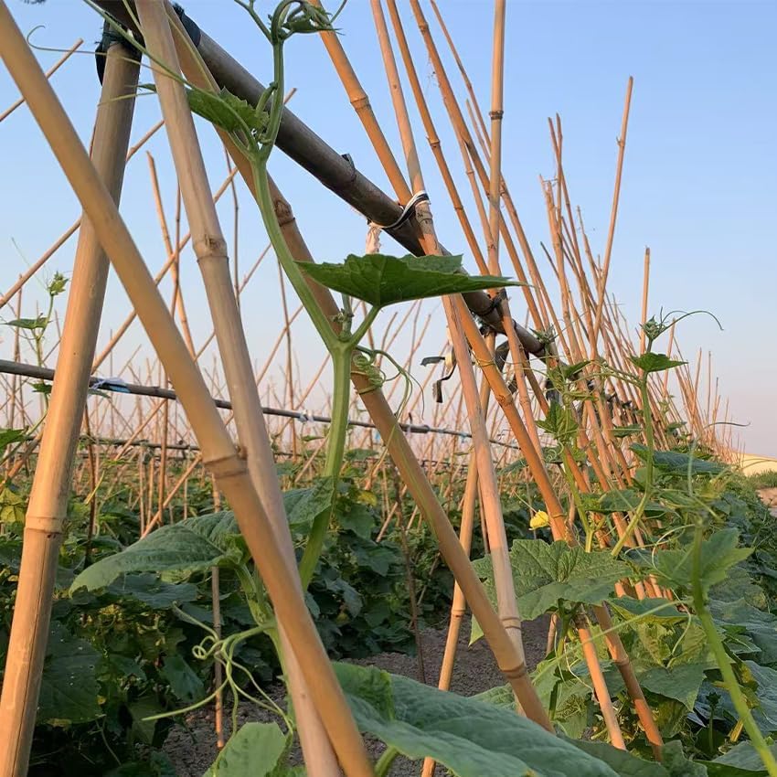 Bamboo Garden Stakes - 4 Feet Tall | 65 Pcs Durable Plant Supports for Tomatoes, Beans & Flowers