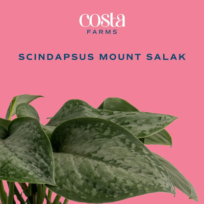 Costa Farms Scindapsus Mount Salak Live Indoor Plant, Rare Silver Satin Pothos Variety in Self-Watering Decor Pot, 12-16 Inches Tall, Easy Care Low Light Vining Houseplant, Gift for Home or Office