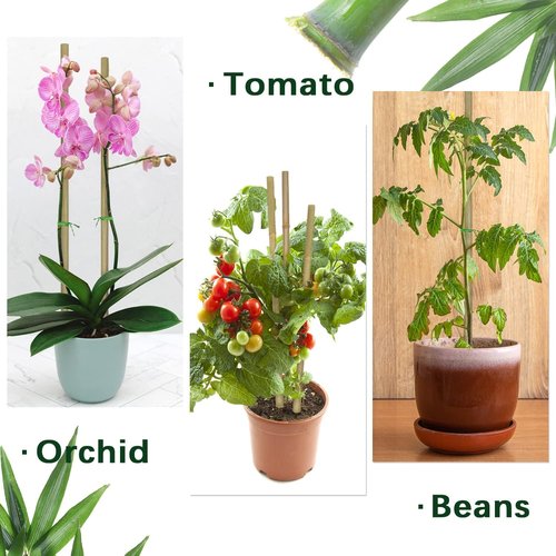 BOVITRO 12-Inch Natural Bamboo Plant Support Stakes - 20 Pcs for Tomatoes, Beans & Potted Plants