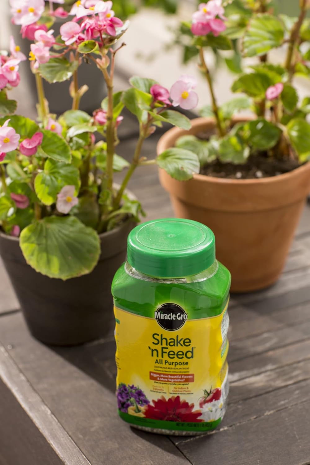 Miracle-Gro Shake 'n Feed Plant Food - All Purpose Continuous Release Fertilizer, 1 lb