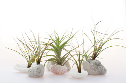 Tillandsia Air Plants Live Indoor Plants (6PK), Airplants Variety Live Plant Kit, Tropical Plants Live Houseplants, Air Plant Live Succulents Plants Live Plants Indoor House Plants by Plants for Pets