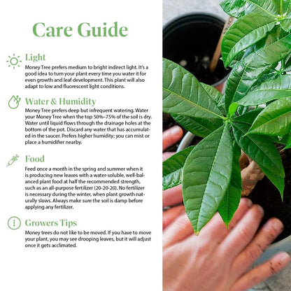 American Plant Exchange Money Tree – 4-Inch Pot with Cover – Live Easy Care Indoor Houseplant, Air-Purifying, Low-Light Bonsai Plant for Home, Office & Garden Decor