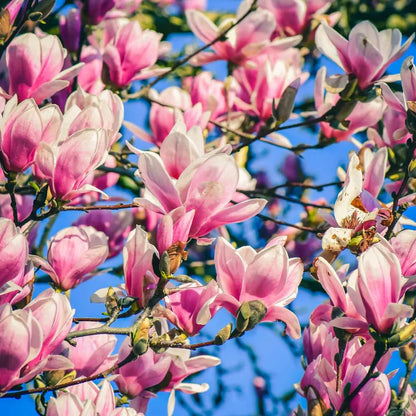 Jane Magnolia Plant Live, 6-12 Inch Tall, Magnolia Tree in 2.5” Pot, Flowering Ornamental Tree