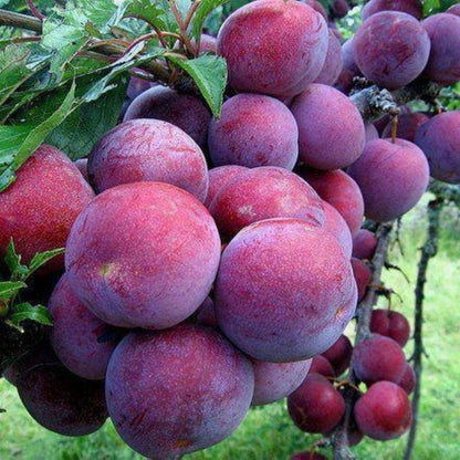 Santa Rosa Plum Tree 2-3 Feet Tall, Red Plum Tree Plant Live in 3 Gallon Pot, Tropical Plums Grafted Trees for Planting Outdoor Garden, No Ship to CA