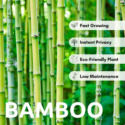 500+ Fresh Giant Bamboo Seeds for Planting - Quick Growth and Winter Hardy Privacy Screen, Good for Environment