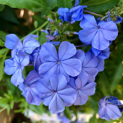 2 Blue Plumbago Live Plants, 4-8'' Tall Blue Plumbago Plant Vine Shrub for Planting, Vibrant Flowering Starter Plant for Garden or Containers, Well Rooted to Grow