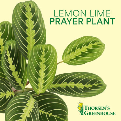 Thorsen's Greenhouse Lemon Lime Prayer Plant, Live Indoor Plant, Pet Friendly, Attractive Houseplant, Lemon Maranta, Natural Air Purifier, Easy to Grow, 4" Diameter Pot (Lavender)