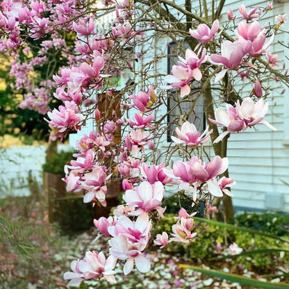 Magnolia Trees Live Plants, Jane Magnolia Tree, Pink Blooms, Well Rooted in 3 Gallon Pot, 3 Feet Tall, Fragrant Pink Flowers for Patio and Garden, No Ship to CA