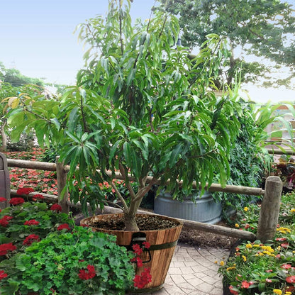 Mango Tree - Live Fruit Tree in a 3 Gallon Pot - Mangifera Indica 'Alphonso' - Tropical Edible Fruit Bearing Tree