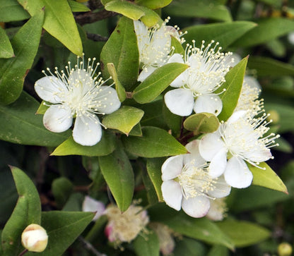 Biblical Myrtle Herb Plant - Myrtus - Ancient Herb - 4.5" Pot - Topiary