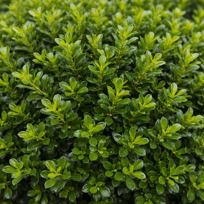 Hoogendorn Japanese Holly 3-Gallon