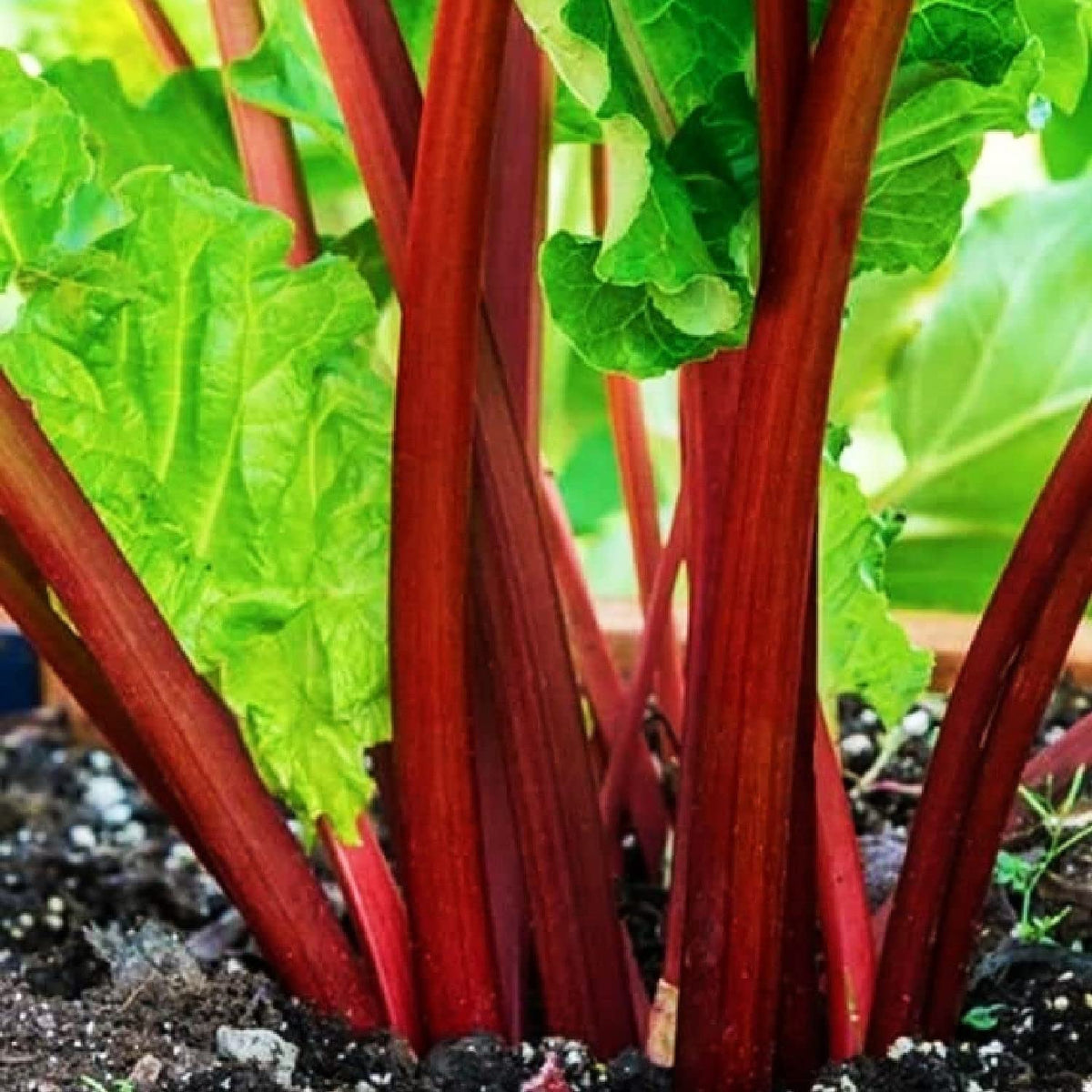 Votaniki XXL Victoria Rhubarb Crown - Perennial, High Yielding Rhubarb Crown Ready to Plant | Perfect for Home Gardeners - Easy to Grow and Low Maintenance (1 Pack)