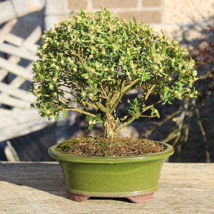 Brussel's Bonsai Live Harland Boxwood Bonsai Tree - Medium, 5 Years, 8 to 12 Inches Tall - Outdoor Bonsai Tree with Ceramic Bonsai Pot