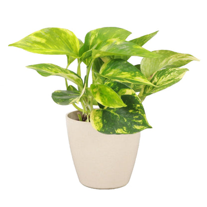 Thorsen's Greenhouse Golden Pothos, Live Indoor Vining Plant, Easy to Grow, Variegated Houseplant, Natural Air Purifier (Natural, 4-inch Pot)