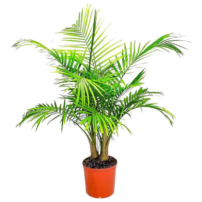 Majesty Palm - Live Palm Tree Plant - Tropical Plants of Florida - Overall Height 34" to 38" (Plant in Growers Pot)