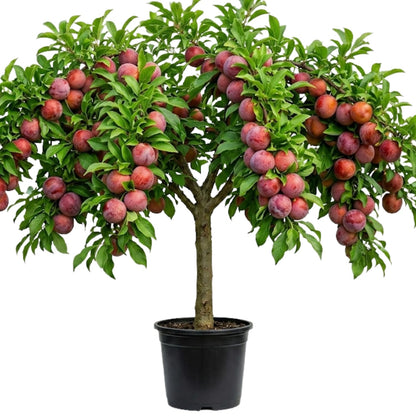 Live Flavor Pluot Tree Plant in 3 Gallon Pot, 2–3 Ft Tall Plum Apricot Fruit Tree for Outdoor Garden, Backyard, or Landscape Planting, No Ship to CA
