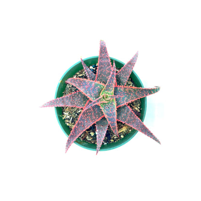 ragnaroc Live Succulents – Aloe Christmas Carol in 4” Pot - 1ct - Live Arrival Guaranteed - Potted Succulents, House Plants for Home Decor & Gift