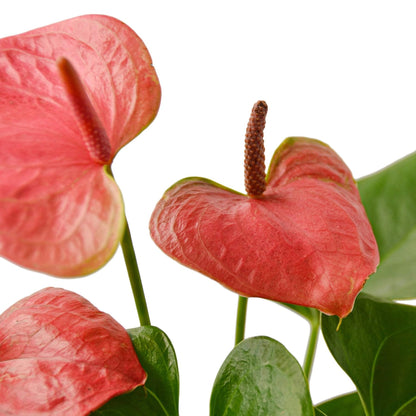 Anthurium Pink | Live Plant for Indoor & Outdoor | for Living Room, Office, Bathroom | (4" Pot)