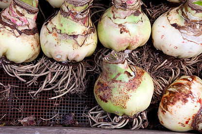 Tinkerbell Amaryllis Bulb | Peach with White Star | Amaryllis Flower for Indoor & Outdoor Planting | Unique Bulb for Beautiful Displays