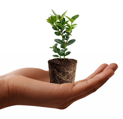 Natal Plum | 1 Live Plants | Carissa Macrocarpa | Fast Growing Shrub, Evergreen Foliage, Fragrant White Flowers, Drought Tolerant, Low Maintenance, Coastal Gardens, Indoor Bonsai