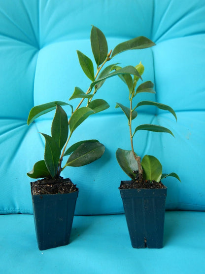 Live Plant - Lemon Glow Unique Bloom Camellia Japonica-Live Starter Plant