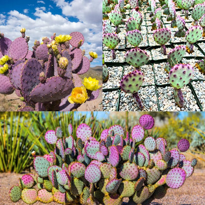 Purple Prickly Pear Cactus Plant Live Potted, 3-5 Inch Tall, Prickly Cactus Live Plant Indoor Outdoor