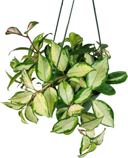 Hoya Krimson Princess, Hoya Carnosa Vareiagata, Live Hoya Plant, Live Arriaval Guarantee! (4" Pot with 2 or More Plants)