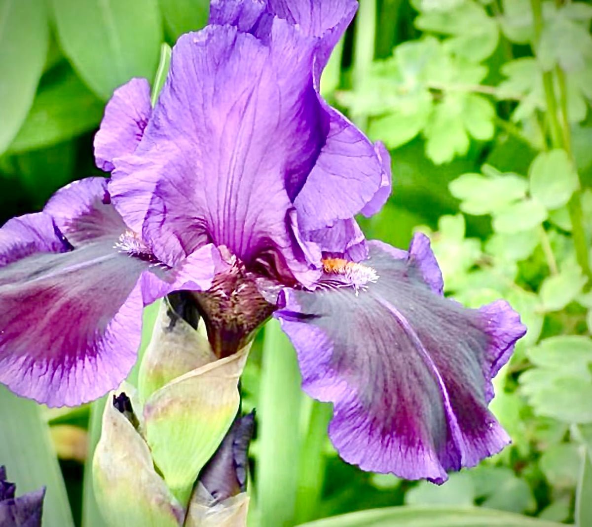 Premium Bearded Iris ‘Pagan Dance’ Rhizome/Root/Bulbs (1 ea) - Amazon 30-Day Returnable Guarantee