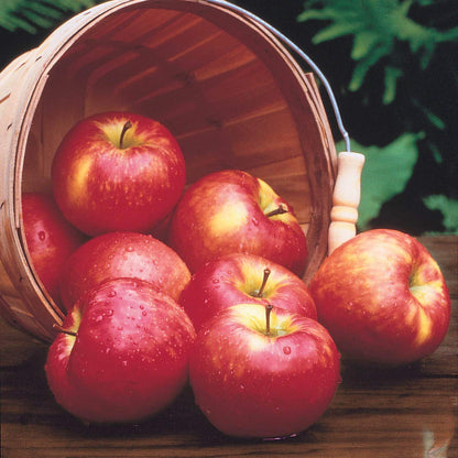 GURNEY'S - Honeycrisp Apple Fruit Tree, Dormant Bare Root Starter Tree, 1-Pack - Can't Ship to The State of Montana