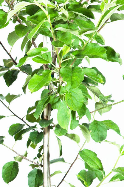 Perfect Plants Anna Apple Tree Live Plant, 4-5', Includes Care Guide