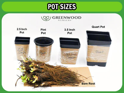 Greenwood Nursery: Live Trees - Sweetbay Magnolia + Magnolia virginiana - [Qty: 2X 2.5 Pots] - (Click for Other Available Plants/Quantities)
