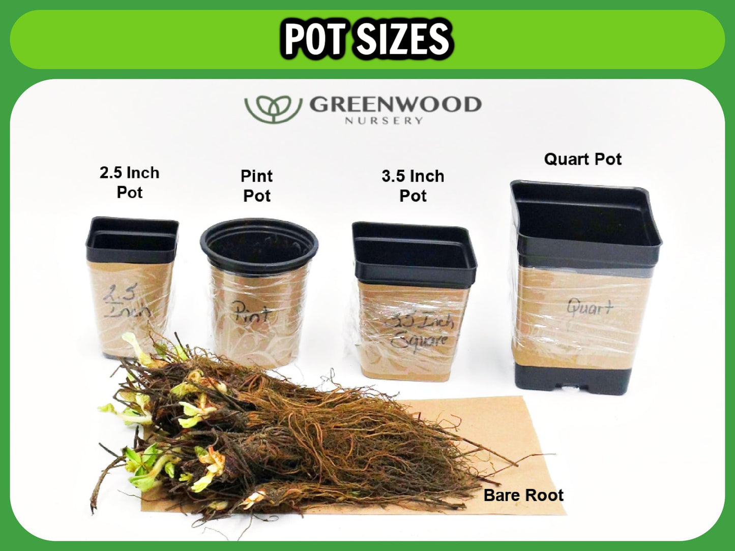 Greenwood Nursery: Live Shrub Plants - 'Bicolor' Butterfly Bush + Buddleja/Buddleia x Weyeriana - [Qty: 2X Pint Pots] - (Click for Other Available Plants/Quantities)