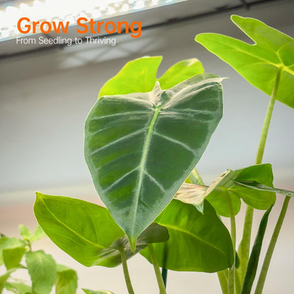Bstrip Indoor Greenhouse with Grow Light, 5 Tier 23.5"x13.8"x59" Mini Greenhouse with 4 Pack 24W Full Spectrum Plant Lights & Timer, Plant Shelf with Cover for Indoor Plant, Seed Starting, Seed Tray