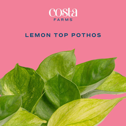 Costa Farms Lemon Top Pothos Live Plant in Self Watering Pot, Indoor Houseplant, Perfect for Home, Room, or Office Decor, Great House Warming or Birthday Gift, 10-12 Inches Tall