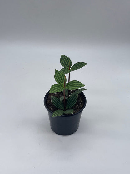 BubbleBlooms Peperomia Puteolata in a 4 inch Pot Stilt Parallel Peperomia