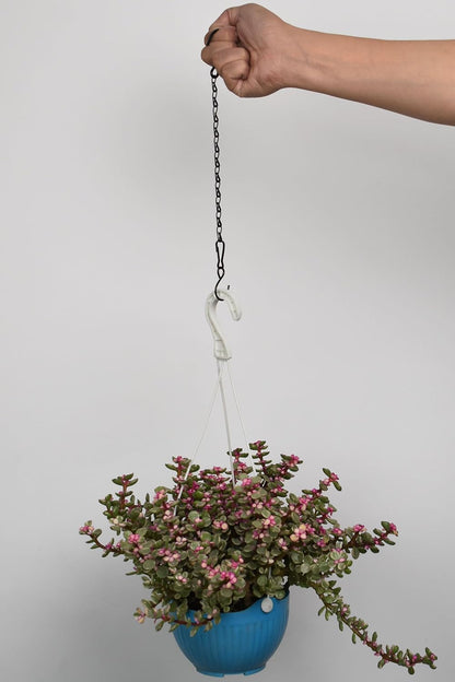 Skiennix Hanging Chain for Plants - 11 Inch Black Chain with Hooks for Baskets & Bird Feeders | 6PCS