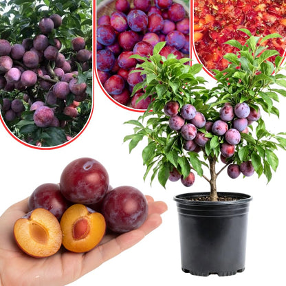 Red Plum Tree 2-3 Feet Tall, Hardy Plum Fruit Tree for Planting, Early Bearing Variety, Bareroot Dormant