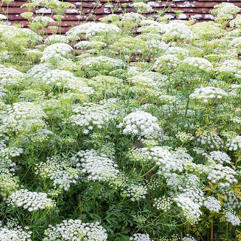 Queen Anne's Lace Flower Seeds - 1000+ Non-GMO Perennial Ammi Seeds for Outdoor Planting