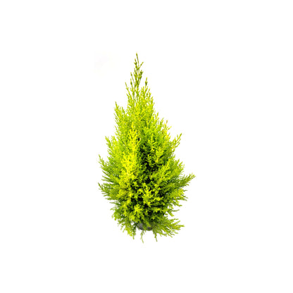 Live Dwarf Lemon Cypress, Cupressus macrocarpa 'Goldcrest Wilma', Indoor Tree, Houseplant, 6-in Pot