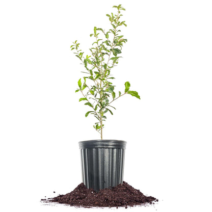 Perfect Plants Southern Live Oak in 1 Gallon Pot | Live Tree for Outdoor Planting | Fast Growing Shade Tree | Majestic Towering Landscape Oak | Green Leaf Canopy | Zones 7-10