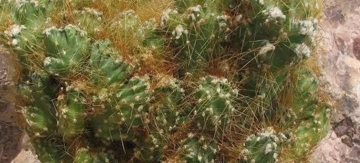 Monstrose Apple Cactus (Cereus peruvianus monstrose) - Extra Large - Live Plant - Minimal Watering - Twisted Growth Pattern