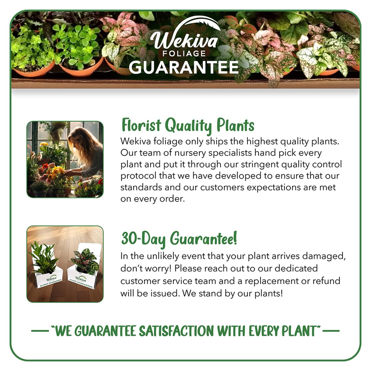Wekiva Foliage Sweetheart Philodendron Hanging Basket - Live Plant in an 8 Inch Hanging Basket - Philodendron Cordatum - Rare and Elegant Indoor Houseplant