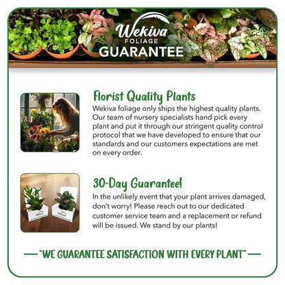 Daniella Ficus Weeping Fig Standard - Live Plant in a 10 Inch Growers Pot - Ficus Moclame - Large Ornamental Interior Tree